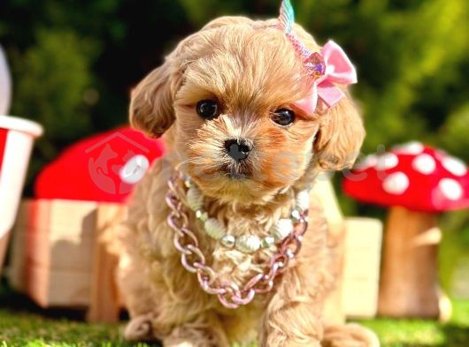 Irkının En Kaliteli Maltipoo Yavruları