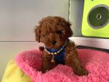 SAFKAN RED BROWN TOY POODLE BEBEKLER