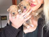 Toy Poodle bebekler