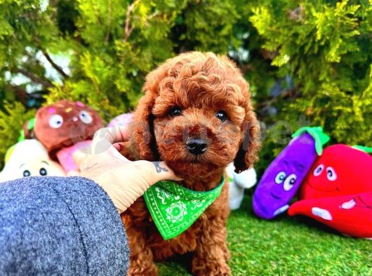 Red Brown Toy Poodle Yavrular 