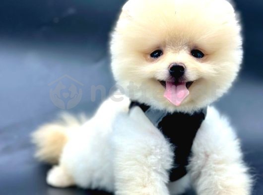 Pomeranian Boo Sevimli Mini Boy Yavrular 