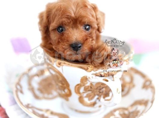 Mini Boy Puppy Kıpkırmızı Ev Üretimi  Tooy Poodle 