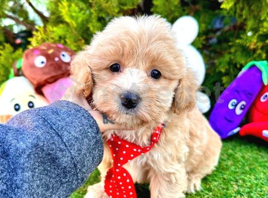 Maltipoo Yavrular Yeni Ailesini Bekliyor 