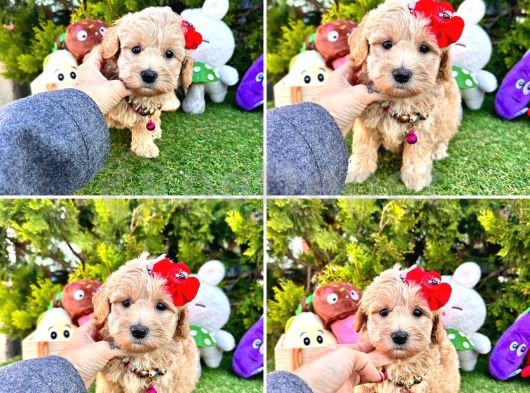 Dizayn Maltipoo Yavrular