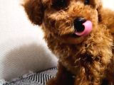 3 aylık erkek toy poodle 