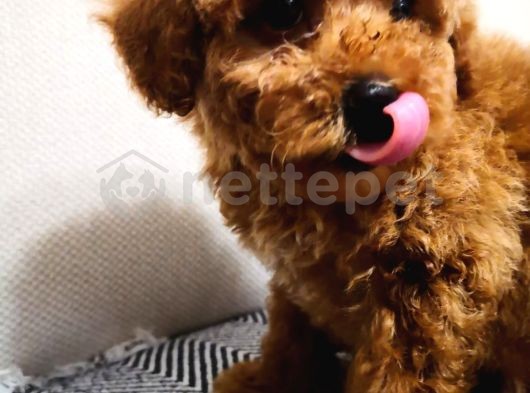 3 Aylık Erkek Toy Poodle 