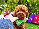 SAFKAN RED BROWN TOY POODLE BEBEKLER