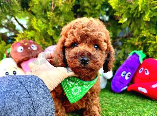 Safkan Red Brown Toy Poodle Bebekler