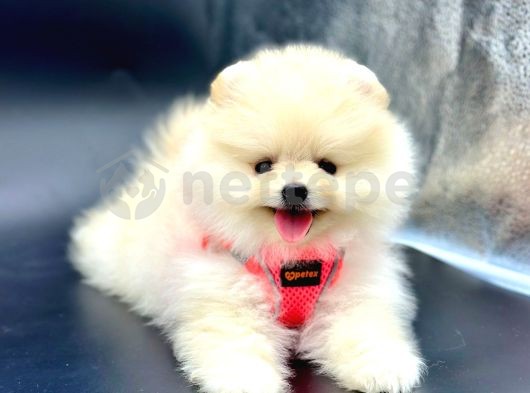 Ayıcık Surat Pomeranian Boo Yavrular