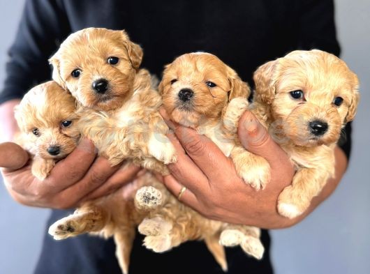 Maltipoo Bebeklerimiz Yeni Yuvalarına Gitmeye Hazır 