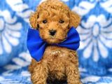 Mini boy puppy kıpkırmızı ev üretimi  TOOY POODLE 