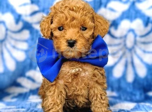 Mini Boy Puppy Kıpkırmızı Ev Üretimi  Tooy Poodle 