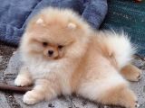 Pomerrian boo mini puppy boy 