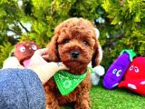 SAFKAN RED BROWN TOY POODLE BEBEKLER