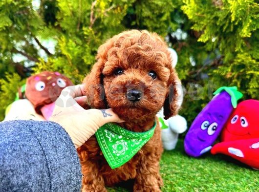 Safkan Red Brown Toy Poodle Bebekler