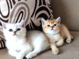 British Shorthair Dişi ve Erkek Yavrular 