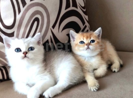 British Shorthair Dişi Ve Erkek Yavrular 