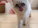 Short hair Iran Persian (PUG ile takas var)