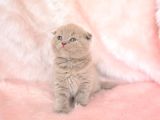 Top Kafa Lilac Scottish Fold