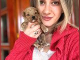 Toy Poodle Yavrularımız