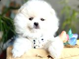 Güzel suratlı pomeranian boo yavru 