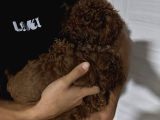 Toy poodle dark ve red brown yavrularımız 