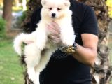 Kutup ayısı gibi kartopu samoyed bebekler 