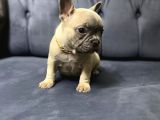 İstanbul'da Tek Fawn French Bulldog Yavrularımız 