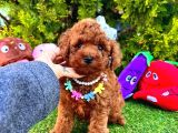 Red Brown Toy Poodle Yavrular 