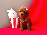 Irk garantili toy poodle yavrular 