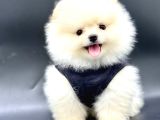 Bal surat  pomeranian boo yavrular 