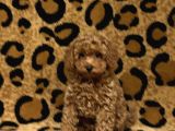 Mini boy puppy kıpkırmızı ev üretimi  TOOY POODLE 