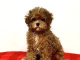 2 ve 3 kg garantisi altında TOOY POODLE CİNSİ YAVRULAR SEVİMLİ KAHVE TONLU MİNİ PUPPY BOY 