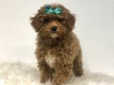 2 ve 3 kg garantisi altında TOOY POODLE CİNSİ YAVRULAR SEVİMLİ KAHVE TONLU MİNİ PUPPY BOY 