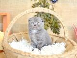 Duman Grisi Scottish Fold