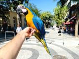 EĞİTİMLİ KONUŞAN MACAW PAPAĞANI