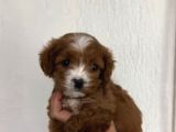 2 ve 3 kg garantisi altında MALTİPO CİNSİ YAVRULAR SEVİMLİ KAHVE TONLU MİNİ PUPPY BOY 