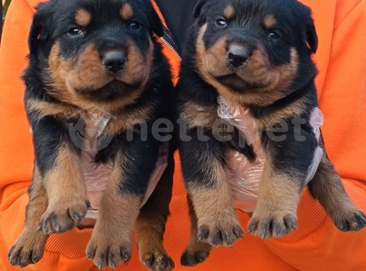 Devasa Olacak Rottweiler Yavrular 