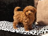 Red Toy Poodle Erkek