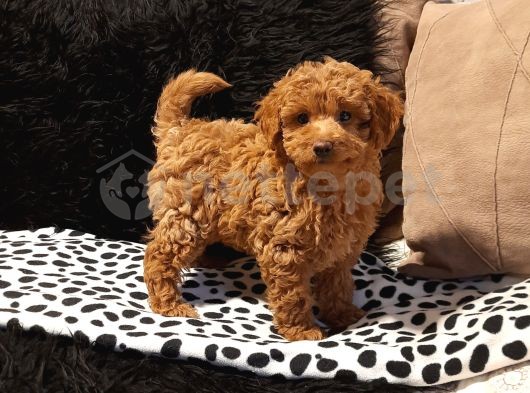 Red Toy Poodle Erkek