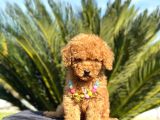 Mini boy puppy kıpkırmızı ev üretimi  TOOY POODLE 