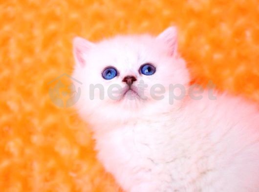 Masmavi Ns1133 British Shorthair