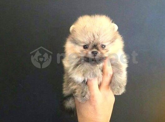 Ayı Suratlı Evcilbebekler Mini Puppy Boy Pomerrian Boo 