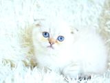 Tatlı suratıyla ns25 scottish fold shorthair yavrumuz