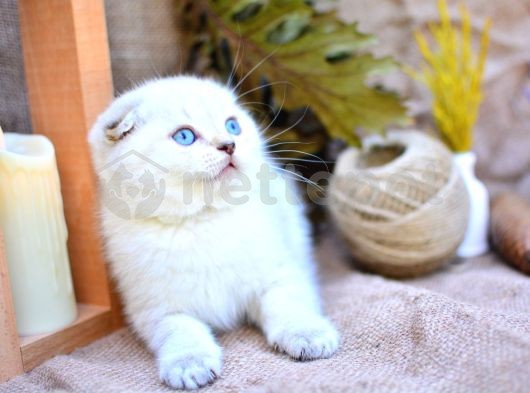 Bembeyaz Silver Ns1133 Scottish Fold Shorthair