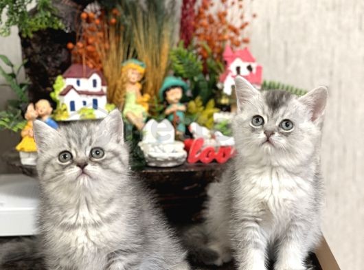 Show Kalite Silver British Shorthair Yavrular