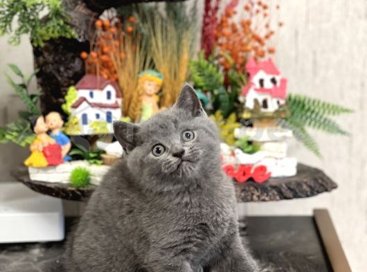 Hemen Teslim Blue British Shorthair Yavrular