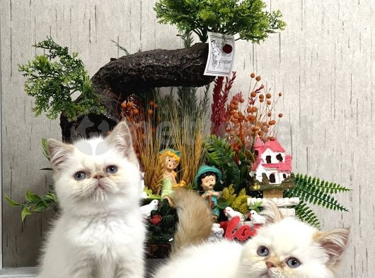 Ayı Surat Exotic Shorthair Üst Düzey Yavrular