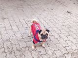 PUG SAHİPLENDİRME 