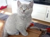 British Shorthair Blue Erkek Yavrular 